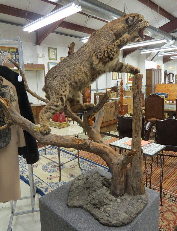 VINTAGE TROPHY MOUNT, EURASIAN LYNX. HEIGHT 48"; LENGTH (1 of 5)