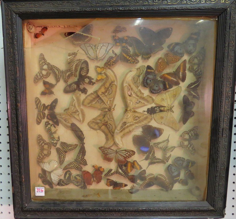 VICTORIAN COLLECTION OF BUTTERFLIES AND MOTHS WITH (1 of 2)