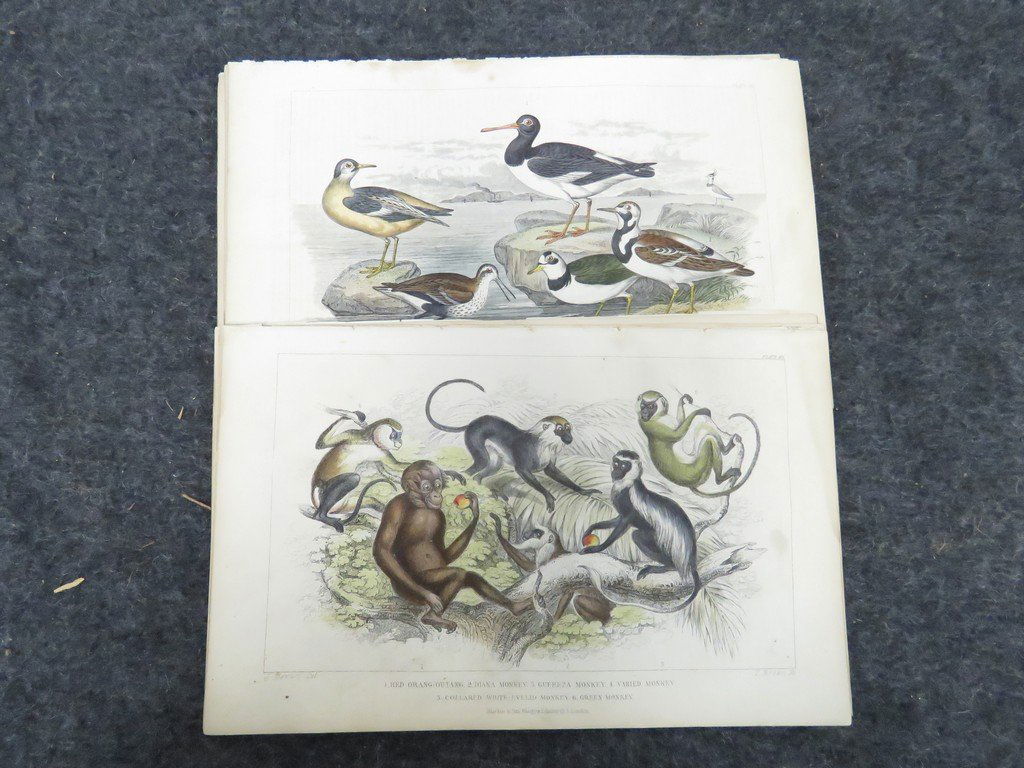 LOT (12) J. STEWART (BRITISH 19TH CENTURY), COLORED (1 of 3)