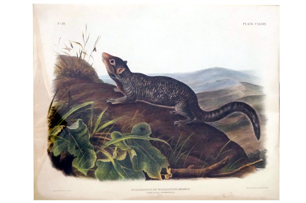 JOHN JAMES AUDUBON (AMERICAN 1785-1851), J.T. BOWEN, (1 of 3)