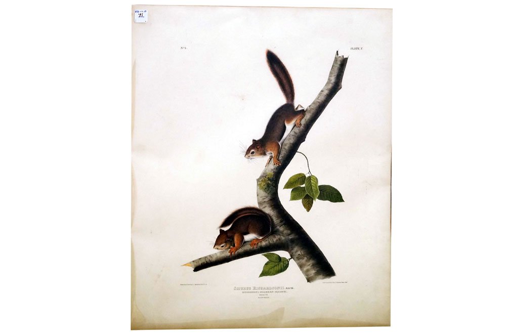 JOHN JAMES AUDUBON (AMERICAN 1785-1851), J.T. BOWEN, (1 of 1)