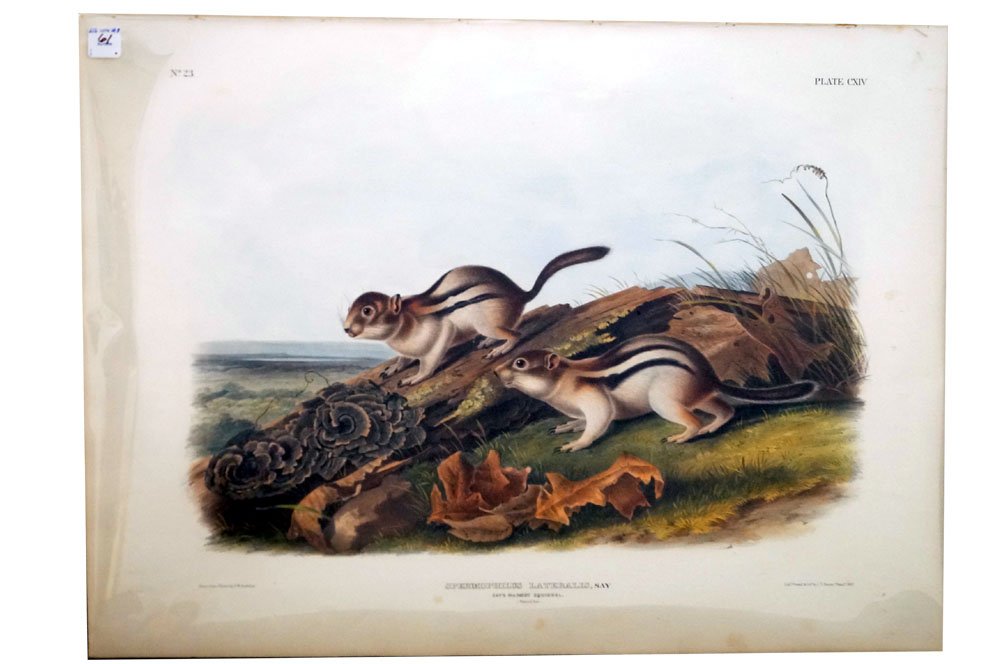 JOHN JAMES AUDUBON (AMERICAN 1785-1851), J.T. BOWEN, (1 of 1)