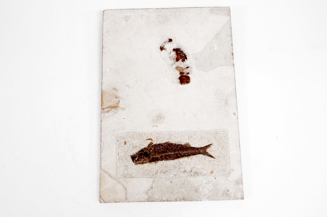 D.C. HADDERHAM FOSSIL FISH SPECIMEN, KNIGHTIA ALTA, (1 of 2)