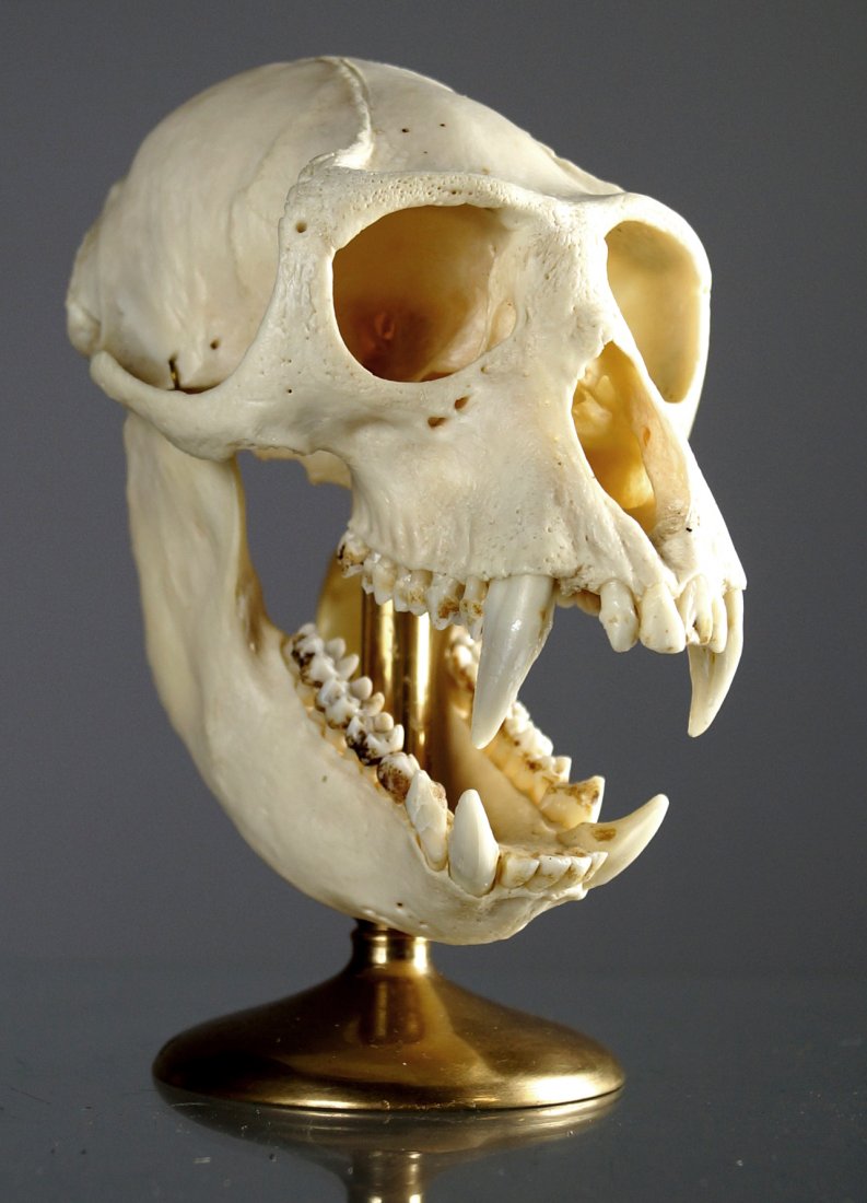 CRAB EATING MACAQUE MONKEY SKULL MOUNT (MACACA (1 of 2)