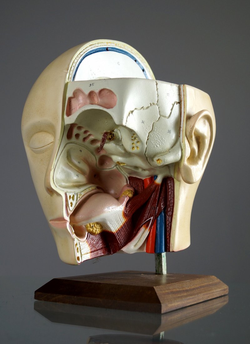 VINTAGE HUMAN ANATOMICAL HEAD/THROAT AND SINUS MODEL. (1 of 3)