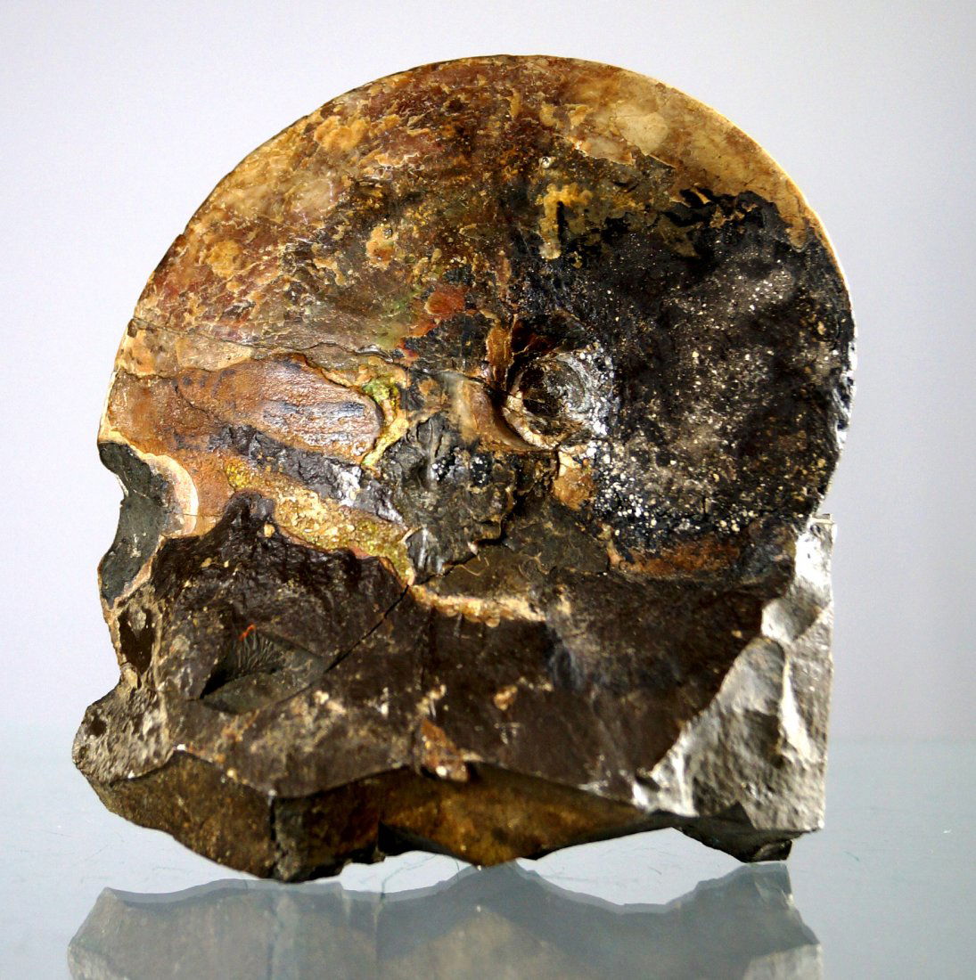 IRIDESCENT AMMONITE FOSSIL SPECIMEN. HEIGHT 5 1/2" (1 of 2)