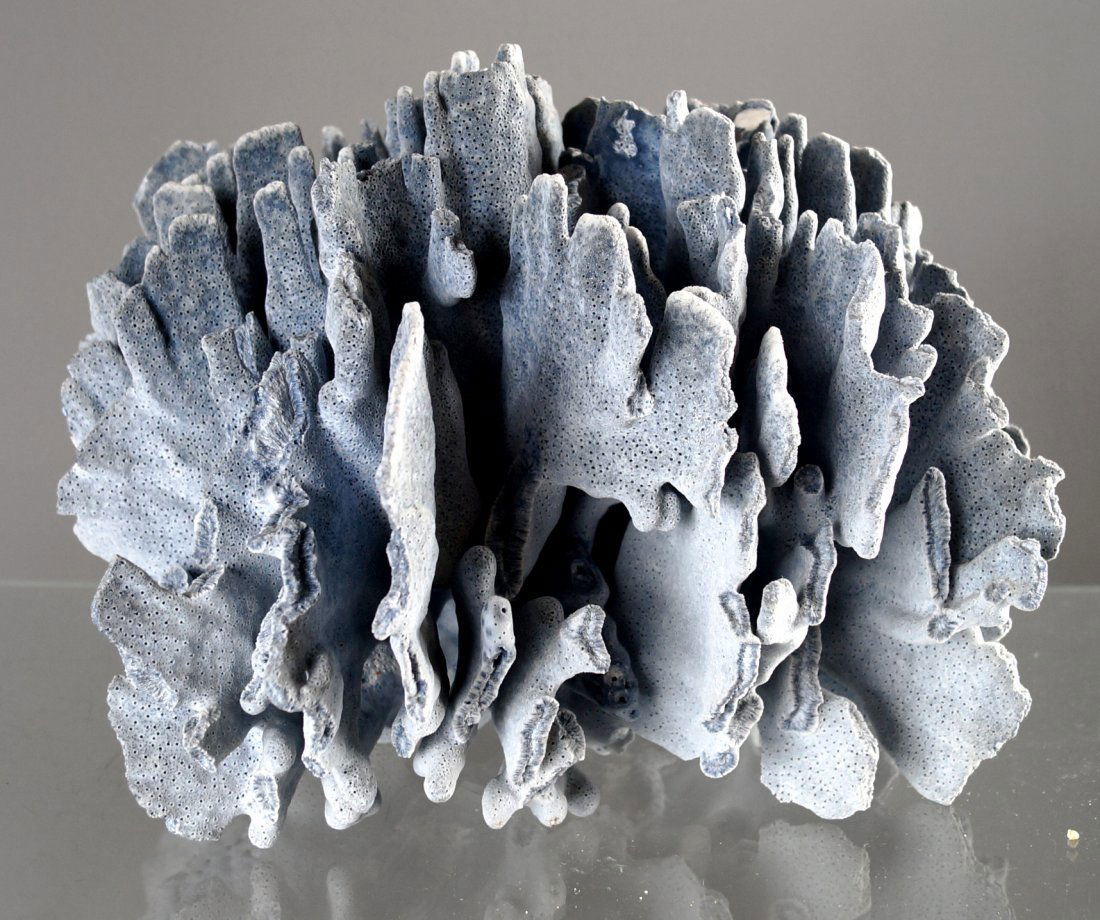 BLUE CORAL SPECIMEN. HEIGHT 8 1/2"; DIAMETER 13" (1 of 1)