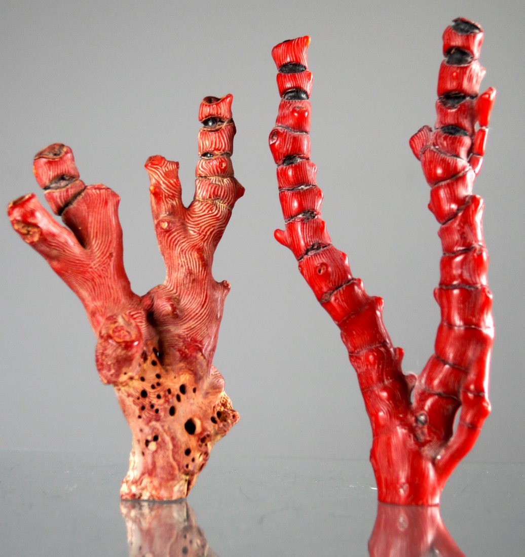 LOT (2) RED BRANCH CORAL SPECIMENS. LENGTH 6" & (1 of 1)