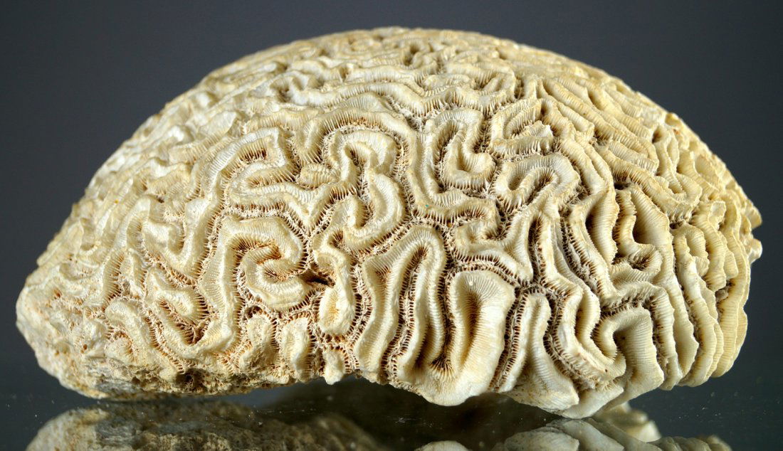 FINE COMPLETE BRAIN CORAL SPECIMEN (DIPLORIA SP). (1 of 2)