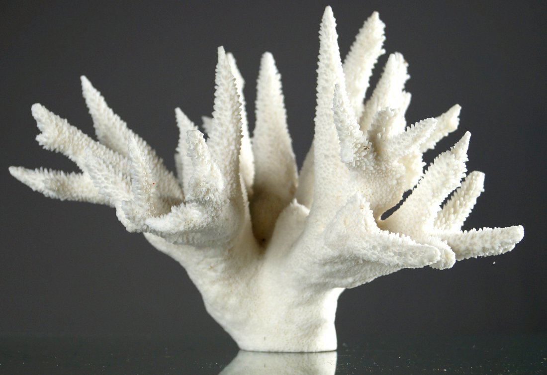 STAG HORN CORAL SPECIMEN. HEIGHT 7"; WIDTH 9 1/2" (1 of 1)