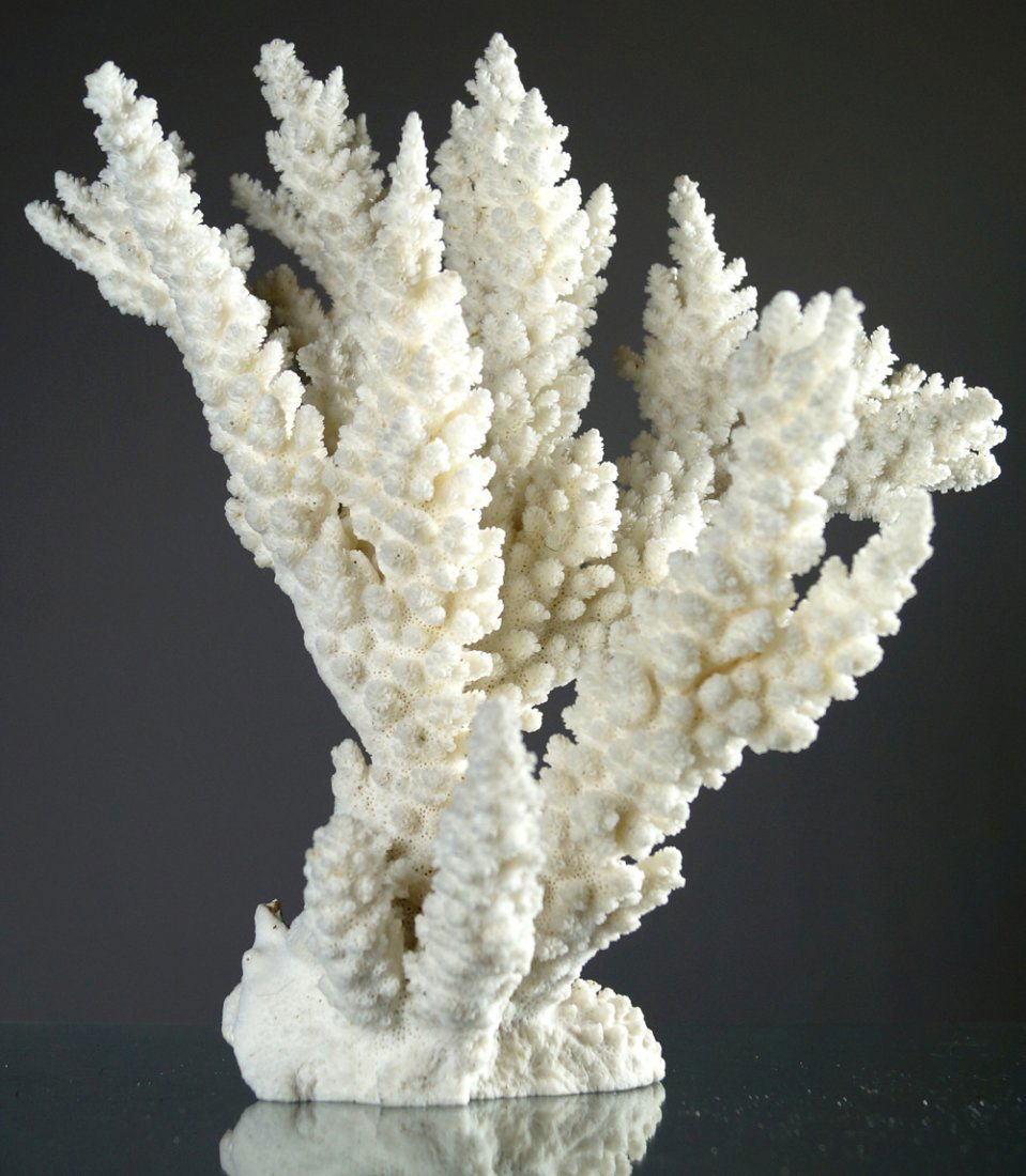 BRANCH CORAL SPECIMEN. HEIGHT 14" (1 of 2)