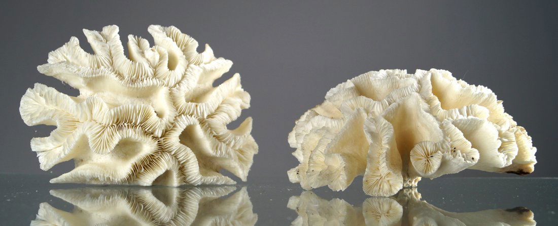 LOT (2) MAZE CORAL SPECIMENS. HEIGHT 4 1/2"; DIAMETER (1 of 1)