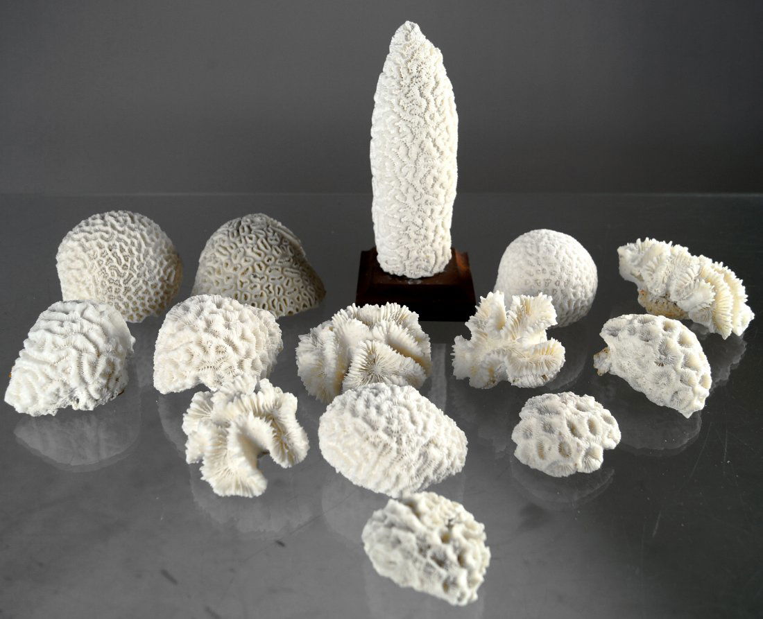 LOT (14) ASSORTED CORAL SPECIMENS INCLUDING BRAIN AND (1 of 1)