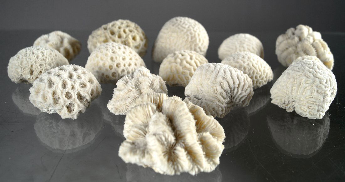 LOT (15) ASSORTED CORAL SPECIMENS INCLUDING BRAIN AND (1 of 1)