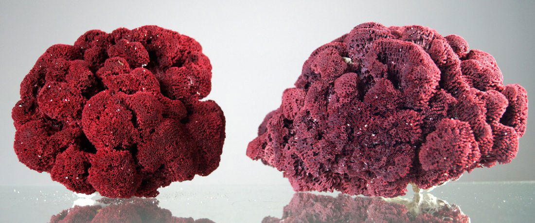 LOT (2) RED ORGAN PIPE CORAL SPECIMENS. HEIGHT 5-6"; (1 of 2)