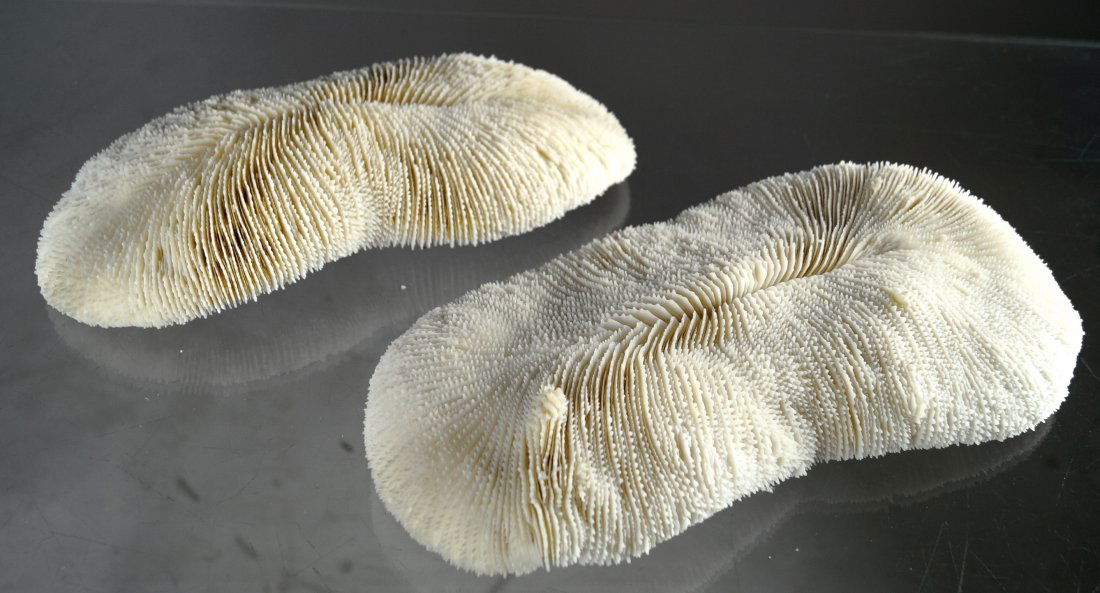 LOT (2) SLIPPER CORAL SPECIMENS (POLYPHILLIA SP). 10 (1 of 1)
