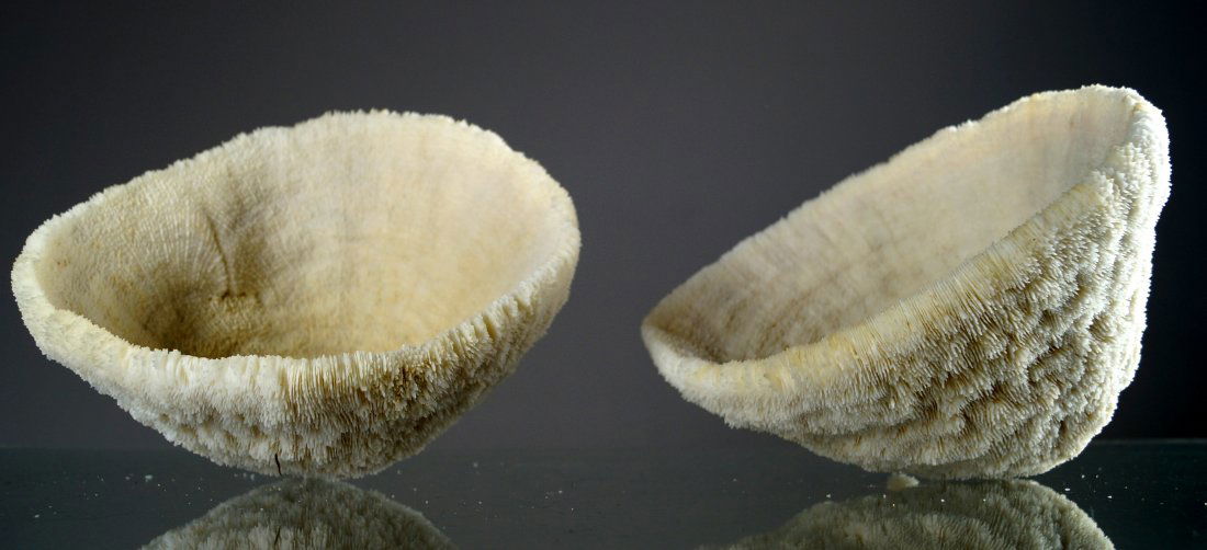 LOT (2) BOWL CORAL SPECIMENS. HEIGHT 5" & 5 1/2"; (1 of 1)