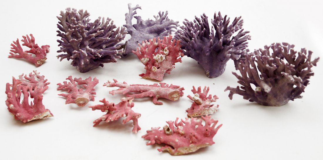 LOT ASSORTED CORAL SPECIMENS INCLUDING PINK AND PURPLE (1 of 2)