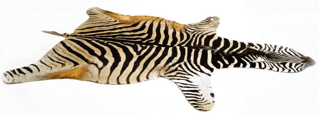 VINTAGE ZEBRA SKIN RUG. LENGTH 9' (1 of 4)