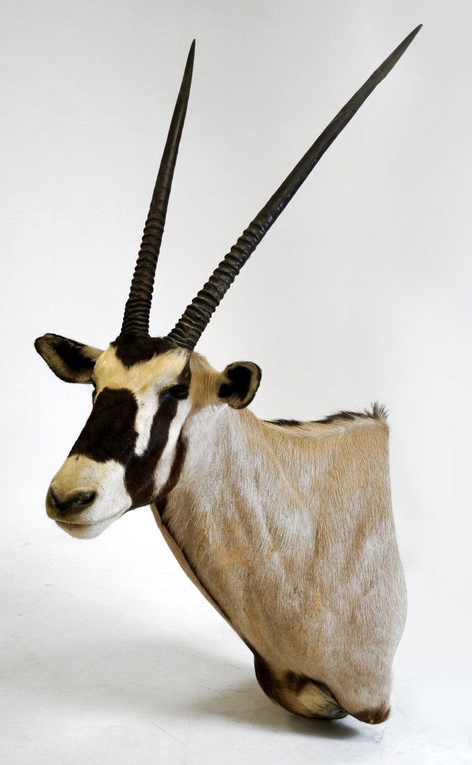 GEMSBOK TAXIDERMY MOUNT. HEIGHT 68" (1 of 1)