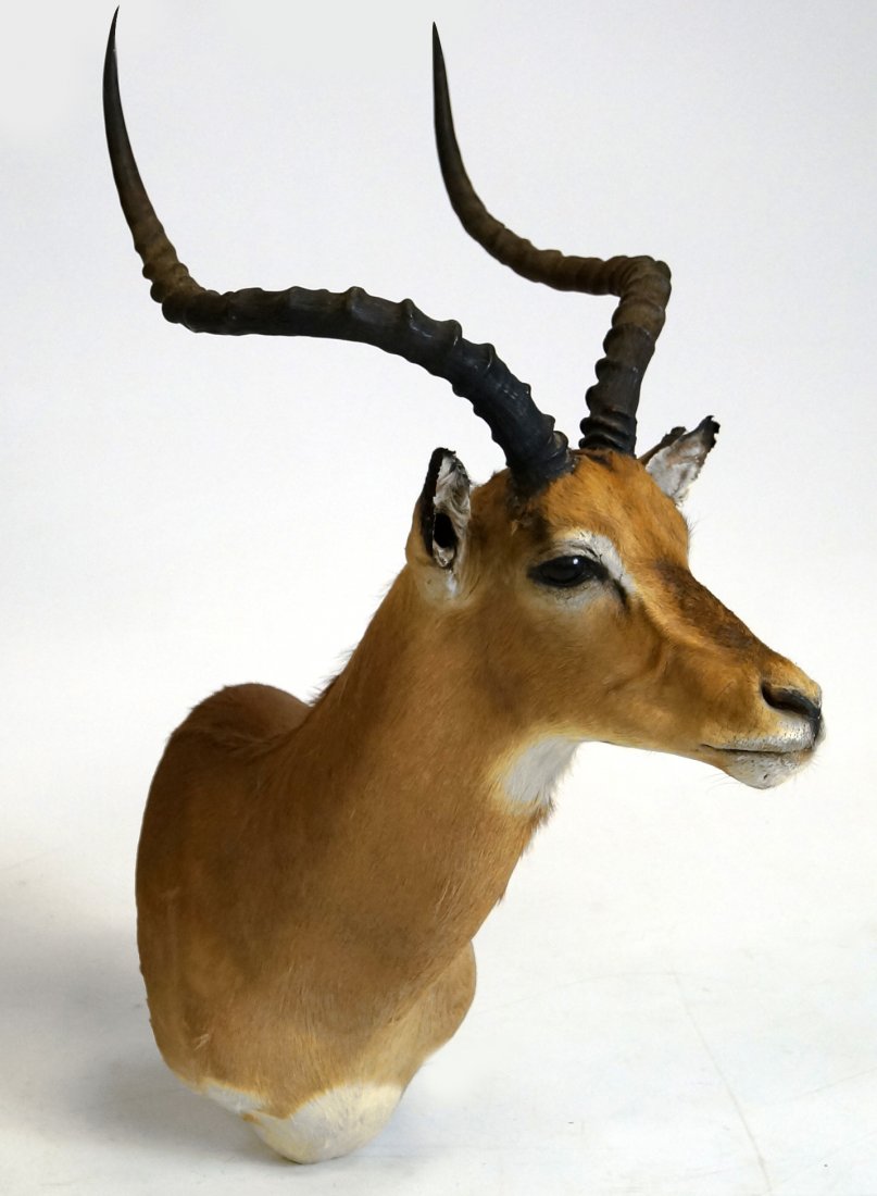 IMPALA TAXIDERMY MOUNT. HEIGHT 40" (1 of 1)