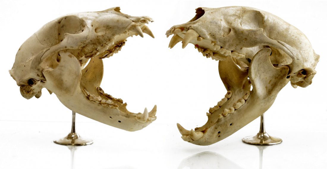 PAIR ARTICULATED BLACK BEAR SKULLS. LENGTH 9 1/2" (1 of 1)