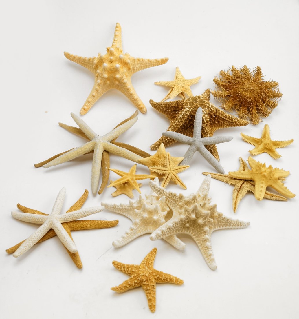 LOT ASSORTED STARFISH, DRIED: LOT ASSORTED STARFISH, DRIED