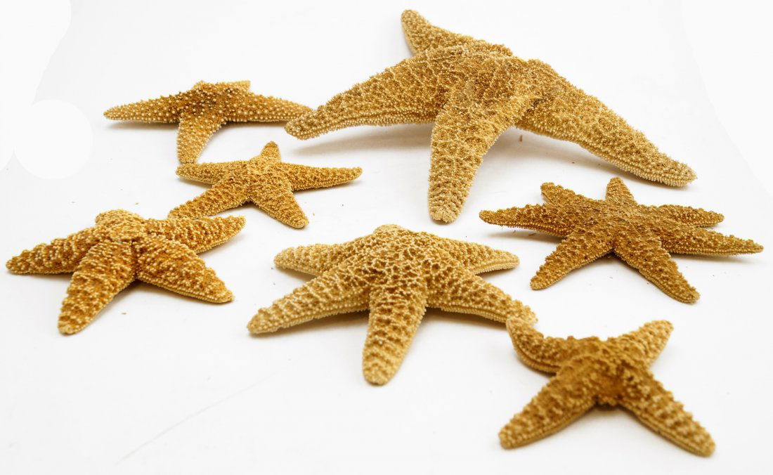 LOT (7) SUGAR STARFISH INCLUDING ODDITIES AND MUTATIONS (1 of 1)