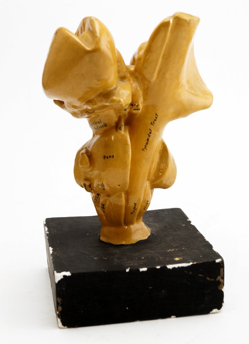 VINTAGE PLASTER BRAIN STEM MODEL. HEIGHT 9 1/2" (1 of 1)