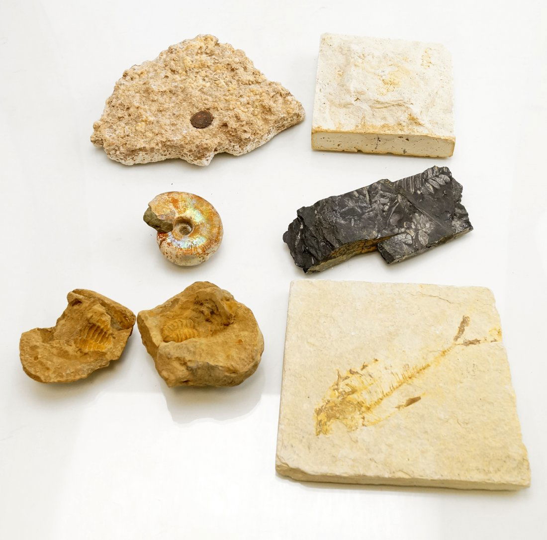 LOT INCLUDING ASSORTED FOSSILS; PIECE GETTY CENTER, LA, (1 of 3)
