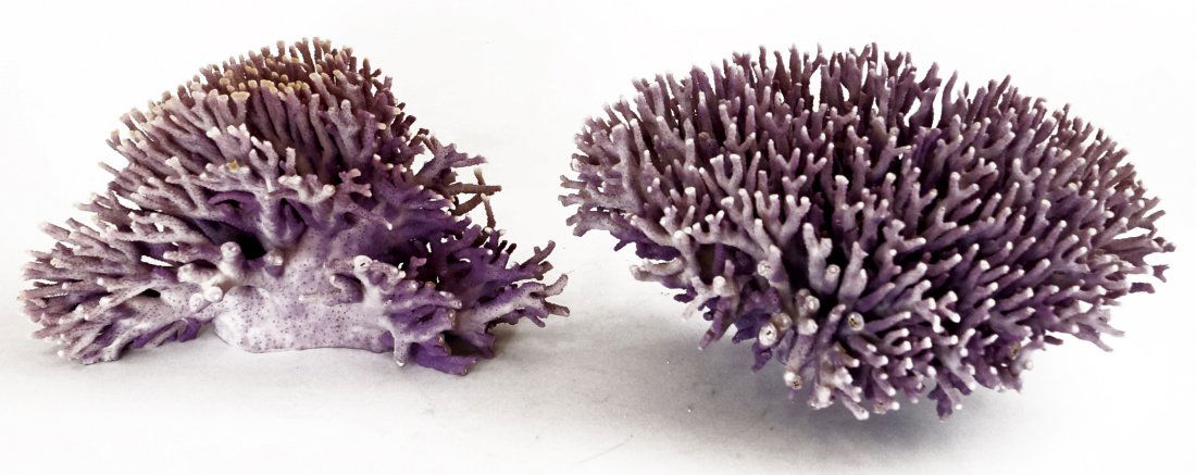 LOT (2) PURPLE ALLO PURA CORAL SPECIMEN'S (1 of 1)