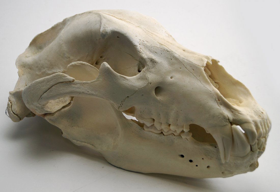 KODIAK BEAR SKULL. LENGTH 17 1/4"; WIDTH 9 1/2" (1 of 3)