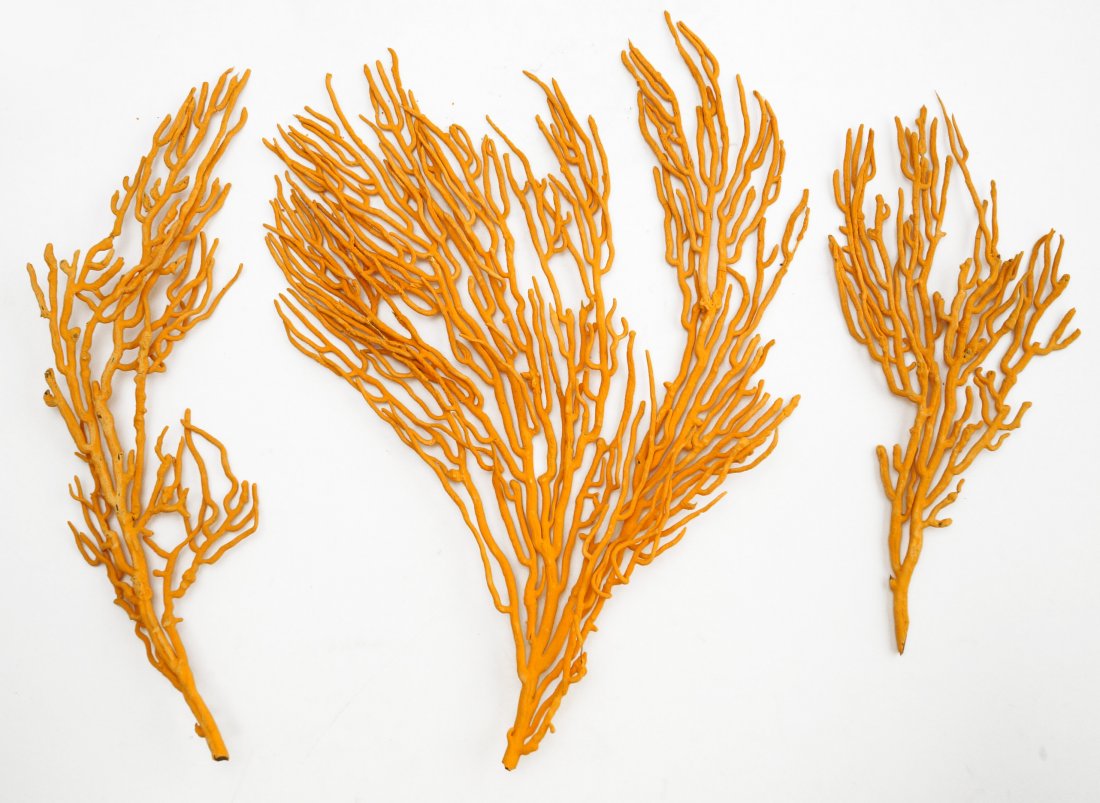 ORANGE SEA FAN SECTIONS: ORANGE SEA FAN SECTIONS