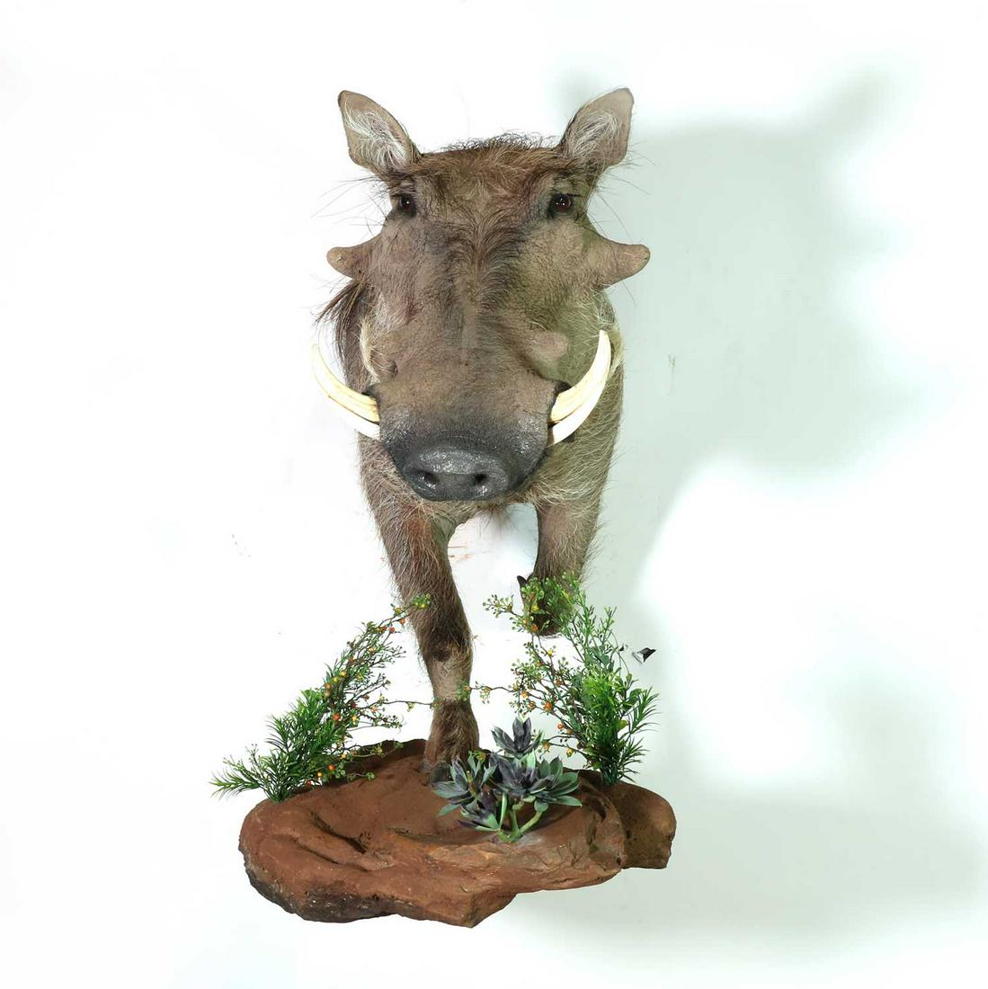 Taxidermy: Warthog (1 of 2)