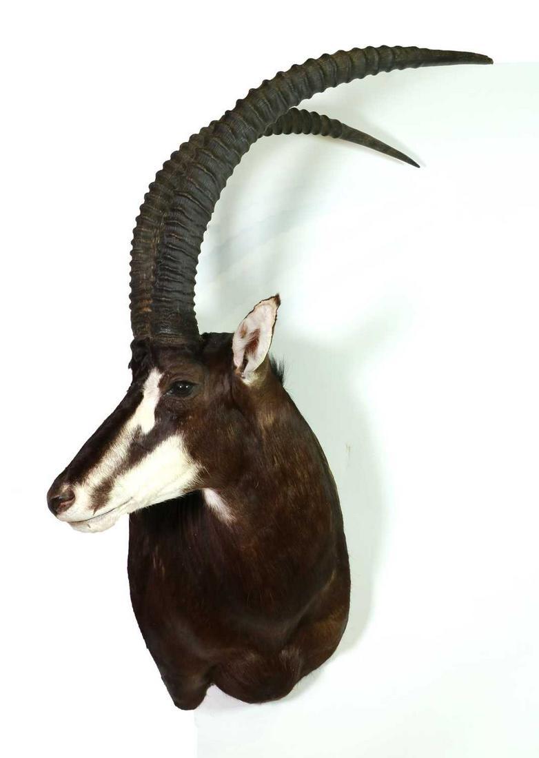 Taxidermy: Sable antelope (1 of 2)
