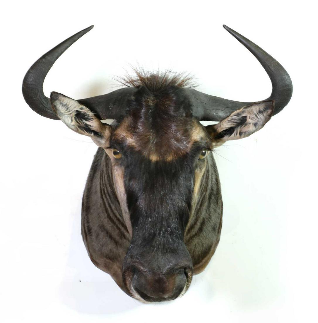 Taxidermy: Blue wildebeest bull (1 of 2)