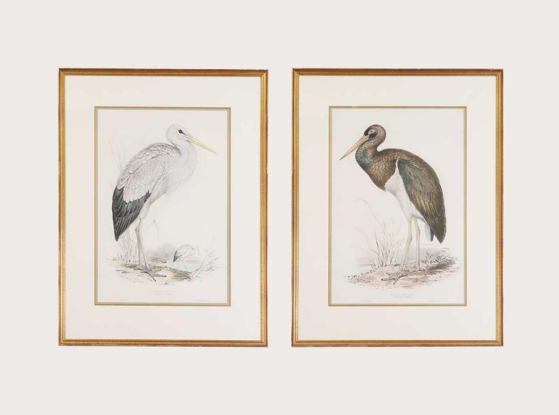 Edward Lear (1812-1888): Edward Lear (1812-1888) Edward Lear (1812-1888) White Stork; Black Stork a pair, lithograph in colour, signed in the plate, printed by C Hullmandel 51 x 35cm (2) Condition Report: Framed sizes: 74 x 5