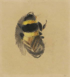 Mary Newcomb (1922-2008): Mary Newcomb (1922-2008) ▴ Mary Newcomb (1922-2008) Bumblebee, c.1985 signed with initials 'MN' l.r., pencil, coloured pencil and watercolour 22.5 x 20.5cm Provenance: With Crane Kalman Gallery.