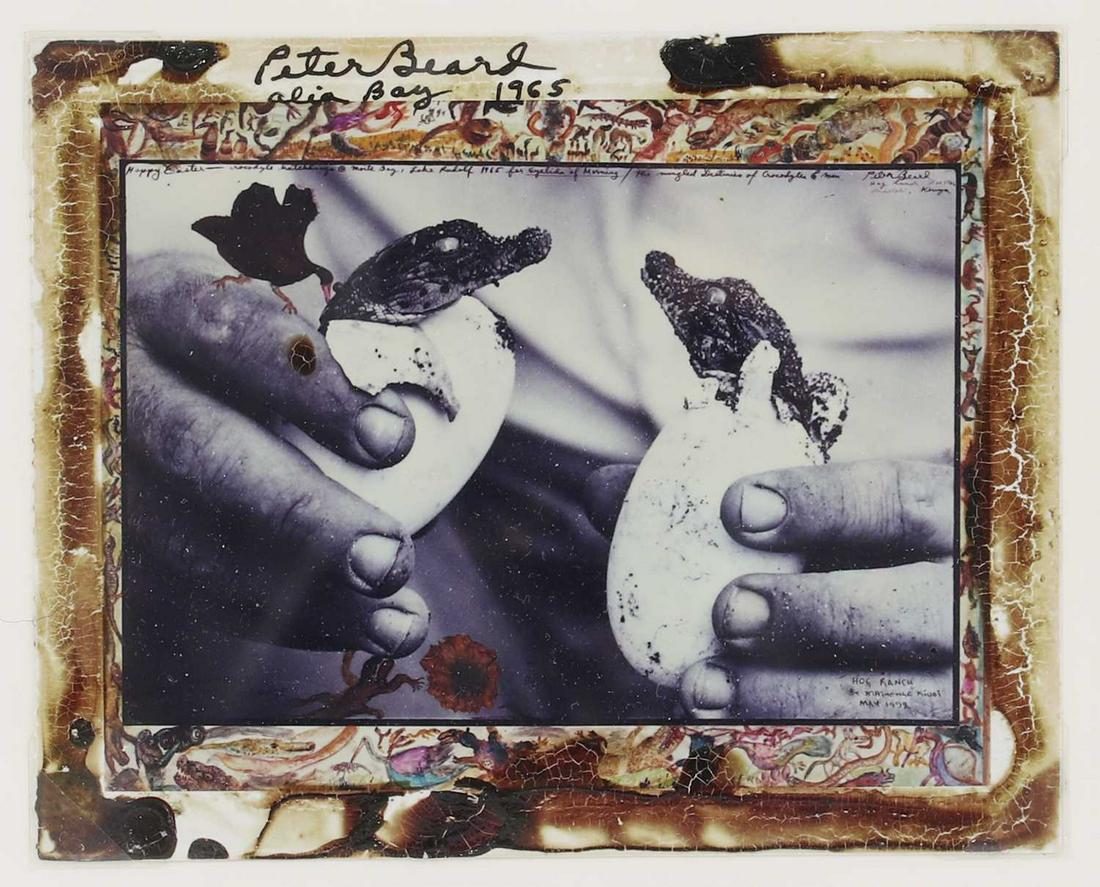 Peter Beard (American, 1938-2020): Peter Beard (American, 1938-2020) Peter Beard (American, 1938-2020) 'Crocodile Hatchlings, Alia Bay, Lake Rudolf for Eyelids of Morning, 1965' polaroid, signed, inscribed and dated 'Peter Beard/ alia