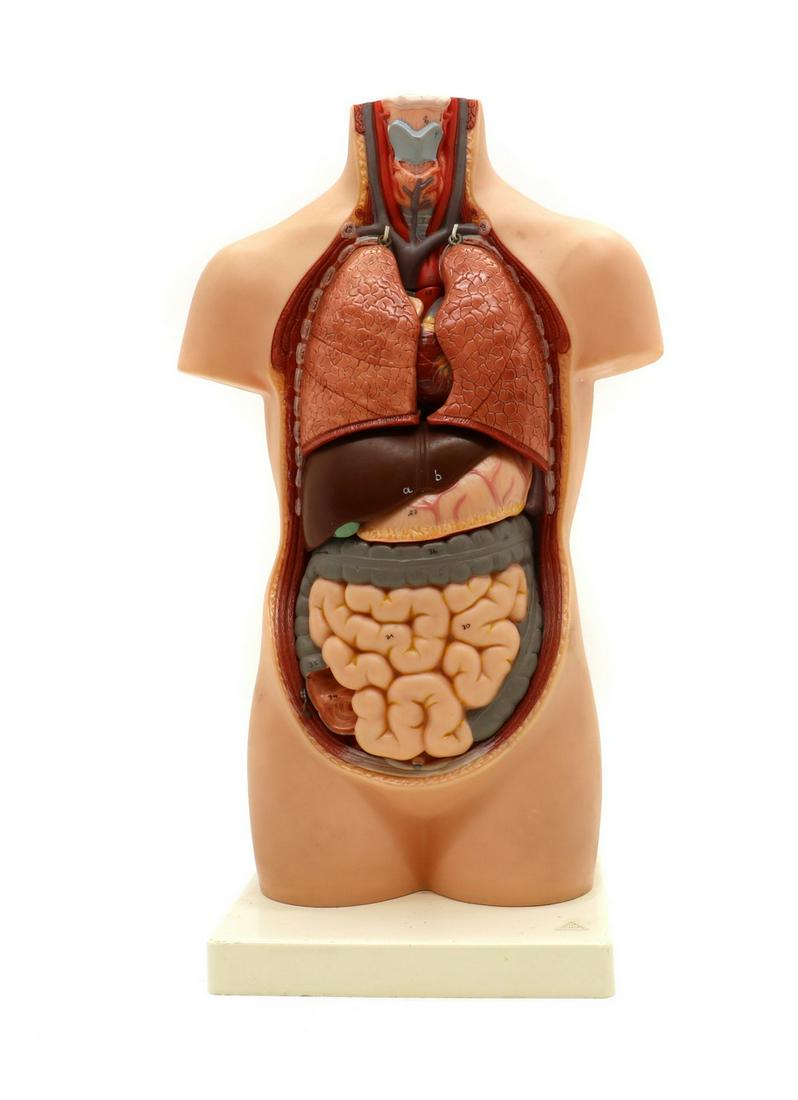 A anatomical teaching aid: A anatomical teaching aid A anatomical teaching aid, Gerrard Co, 1980s, torso with removable organs, raised on plinth, 41cm high Condition Report: Slight discolouration in places. Marks and surface we