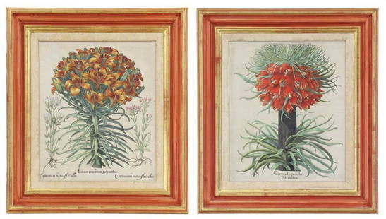 After Basilius Besler: After Basilius Besler After Basilius Besler 'Lilium Cruentum Poyanthus, Centaurium Minusfre Rubro, Centaurium Minus Flore; Corona Imperialis Polyanthos; two hand-coloured engravings, 47 x 39cm print i
