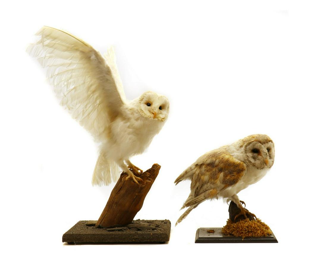 Taxidermy: Two barn owls, (1 of 2)