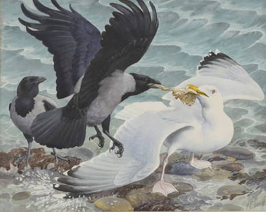 &#9650; Charles Frederick Tunnicliffe RA (1901-1979): &#9650; Charles Frederick Tunnicliffe RA (1901-1979) 'Gull V. Hoodies' signed 'C. F. Tunnicliffe' l.r., watercolour over pencil 47 x 57cm Exhibited: The Royal Academy Summer Exhibition, 1967, catalogu