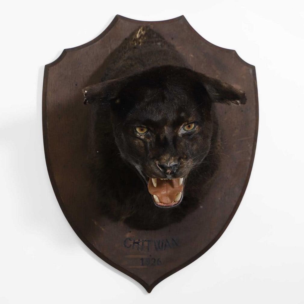 Taxidermy: a 'Black Panther' trophy,: Taxidermy: a 'Black Panther' trophy, 20th century, created using a North American mountain lion (Puma concolor), painted black, on a shield wall mount, inscribed 'Chitwan 1926', 40cm wide 46cm deep 53
