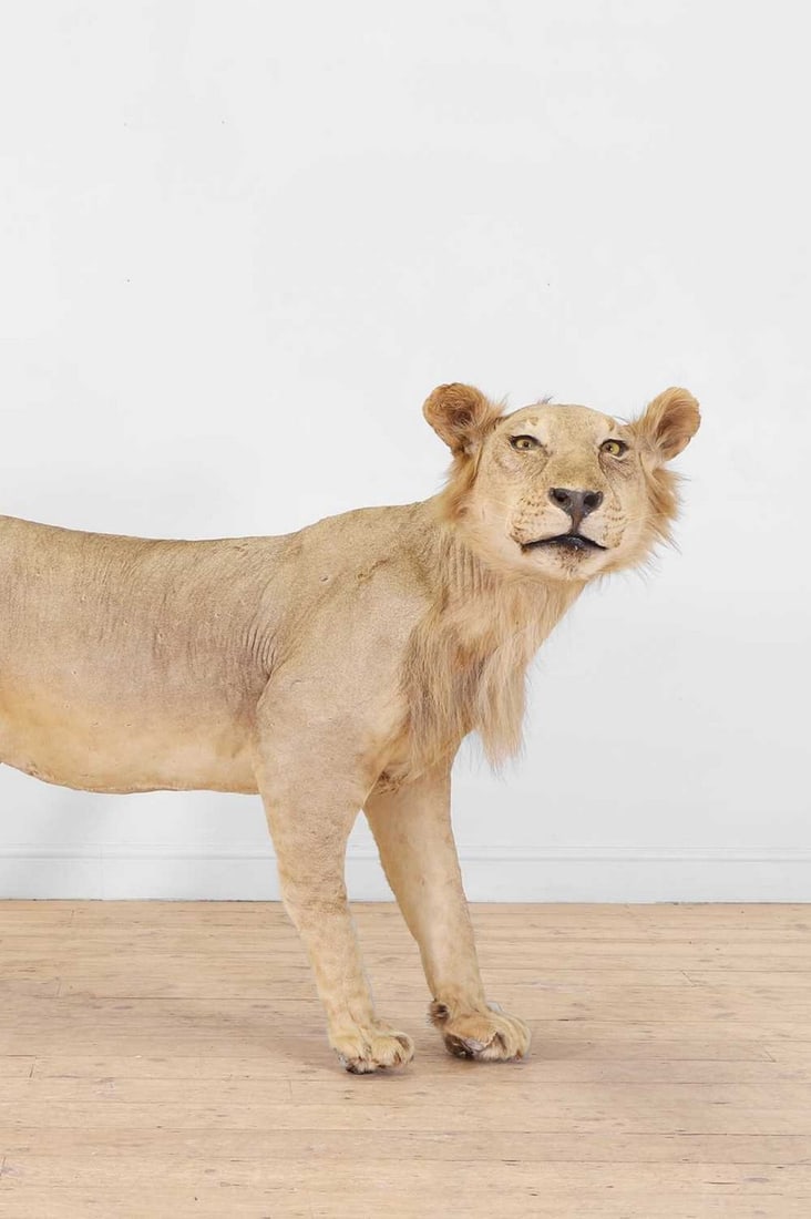 A taxidermy African lion (Panthera leo),: A taxidermy African lion (Panthera leo), early 20th century, a standing male, full mount, 220cm long 60cm wide 105cm high CITES Annex B Appendix II. Condition Report: The African lion does not require