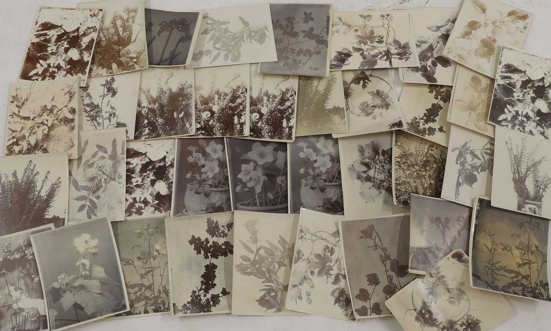A collection of flower and plant studies,: A collection of flower and plant studies, c.1890s and later, comprising various photographs of flower and plant studies by Amelia Elizabeth Gimingham, with notes in pencil verso, largest 22.5 x 16.5cm