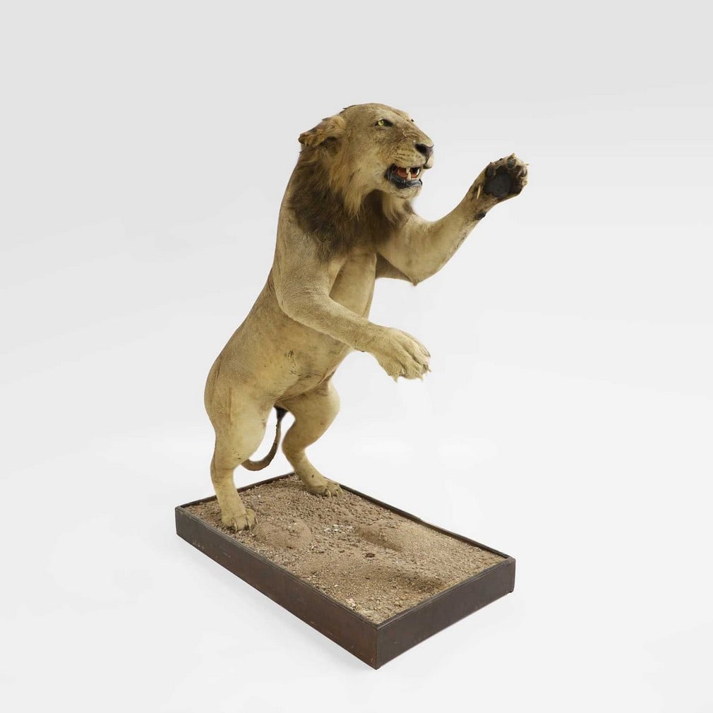 Taxidermy: A full mount of a standing lion (Panthera leo),: Taxidermy: A full mount of a standing lion (Panthera leo), in an attacking position, mounted on a naturalistic mounted plinth, 168cm high plinth, 133 x 75cm The Property of Lady Cockburn deceased. CIT