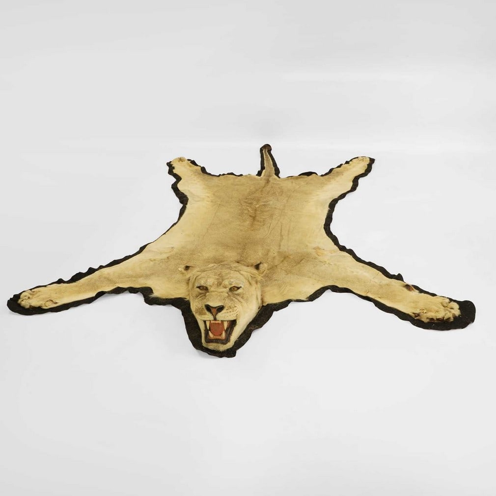 Taxidermy: an African lioness (Panthera leo) taxidermy rug,: Taxidermy: an African lioness (Panthera leo) taxidermy rug, felt backed, 290cm wide 217cm long 24cm high The Property of Lady Cockburn deceased. CITES Annex B Appendix II Condition Report: Lioness wit