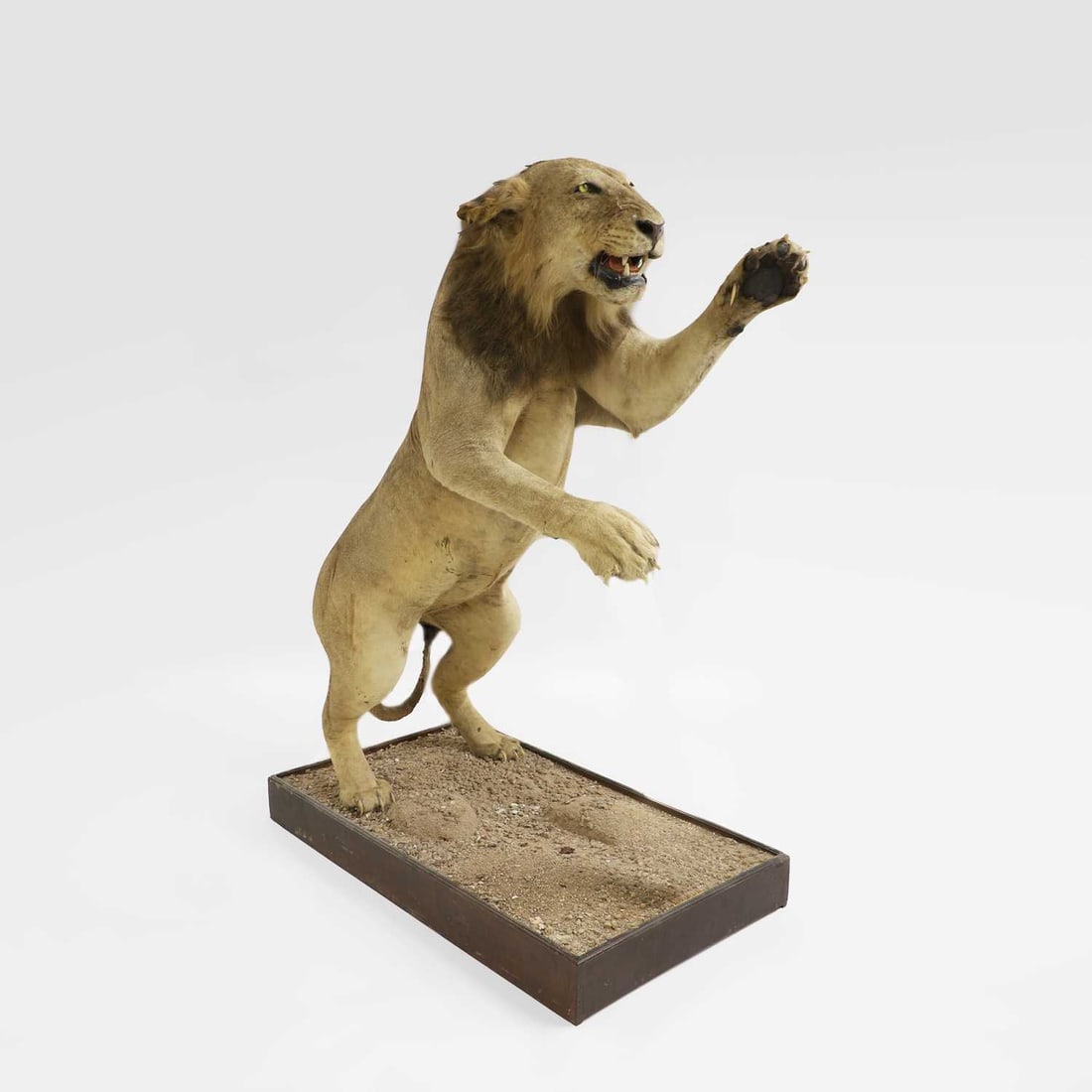 Taxidermy: A full mount of a standing lion (Panthera leo),: Taxidermy: A full mount of a standing lion (Panthera leo), in an attacking position, mounted on a naturalistic mounted plinth, 168cm highplinth, 133 x 75cm Shipping Disclaimer: Buyers must be aware