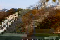 A carved limestone statue after the antique,